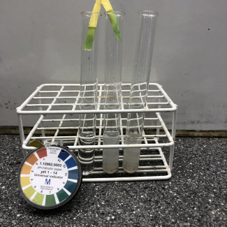 pH test using litmus paper